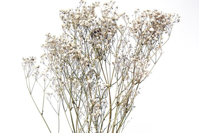 Gypsophila Perfecta White