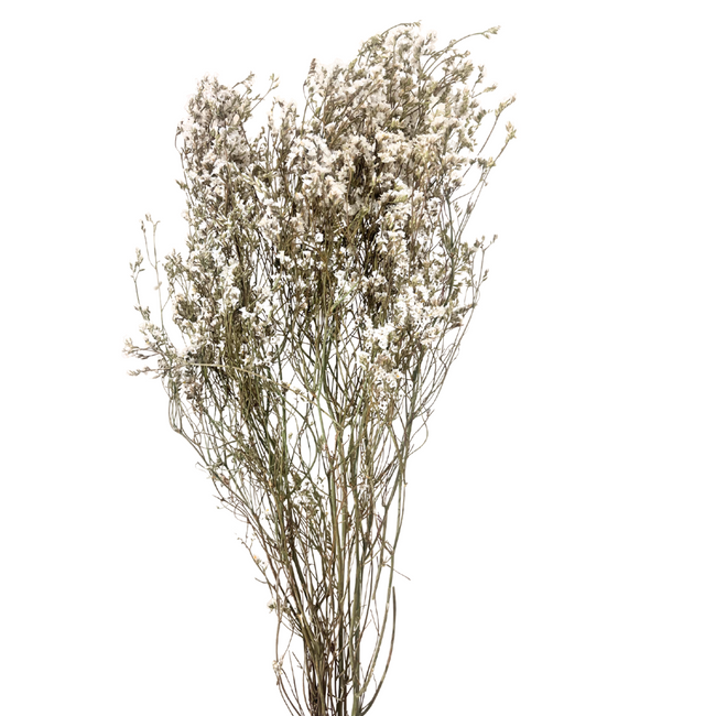Limonium Statice White