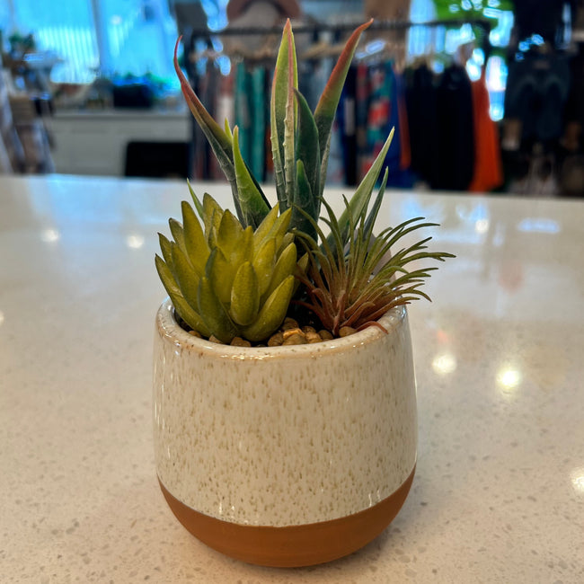 Ceramic Planter w/Succulent