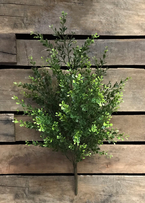 11230 - 22" Boxwood Bush