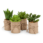 Succulents in Burlap