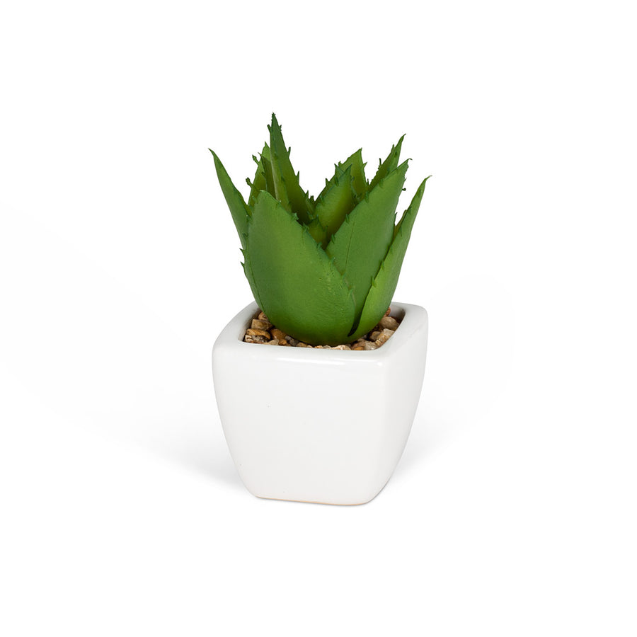 Succulents in White Square Pot