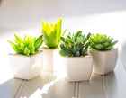 Succulents in White Square Pot