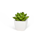 Succulents in White Square Pot