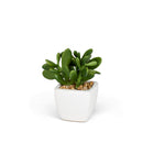 Succulents in White Square Pot