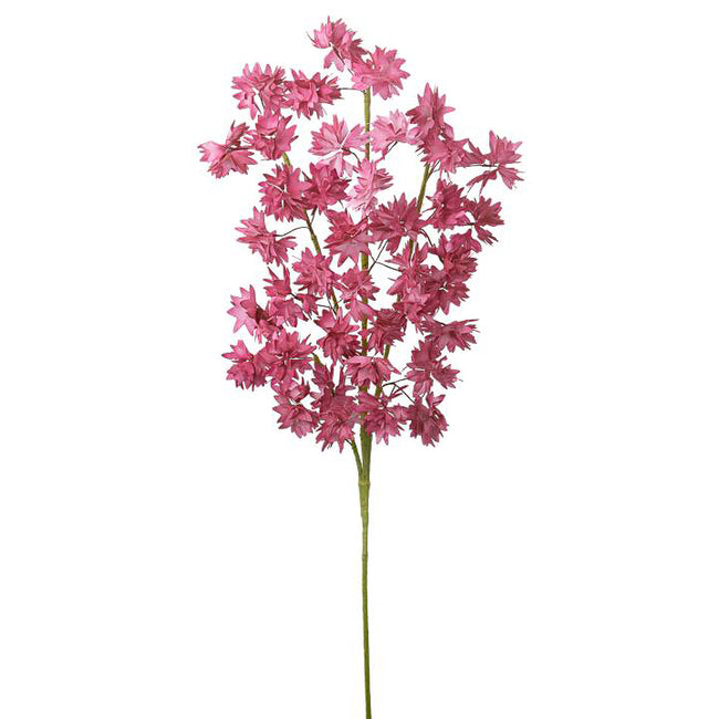 Desert Cosmos Multi Bloom Stem