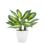 Villa Faux Potted Plant - Dieffenbachia