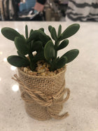 Succulents in Burlap