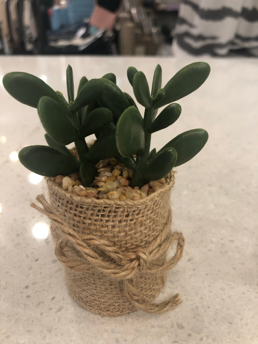 Succulents in Burlap