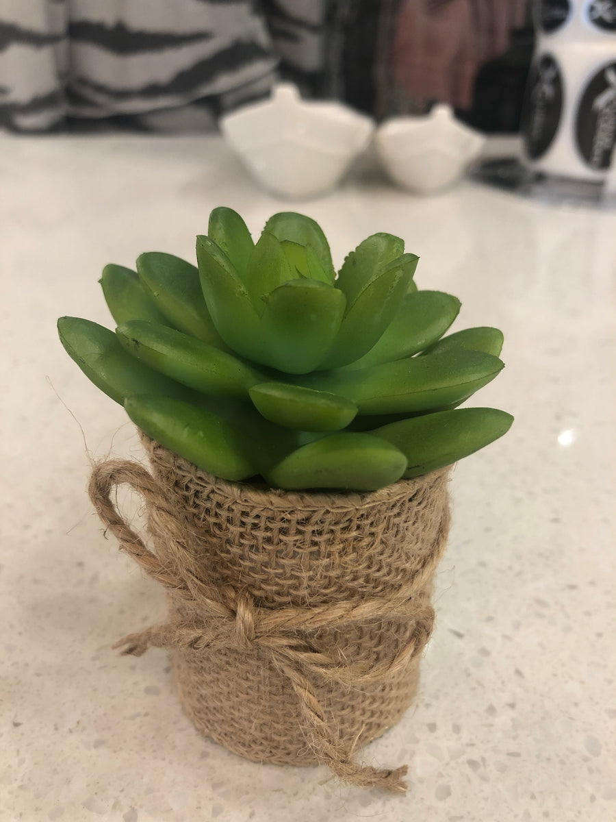 Succulents in Burlap