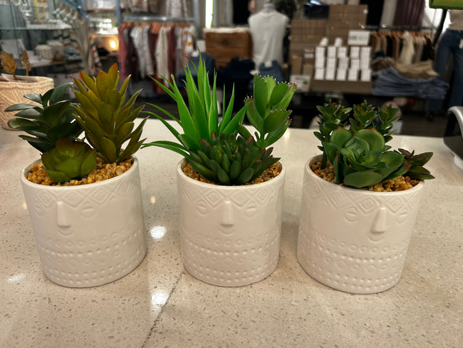 Succulent in Pot with Face