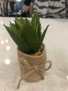 Succulents in Burlap