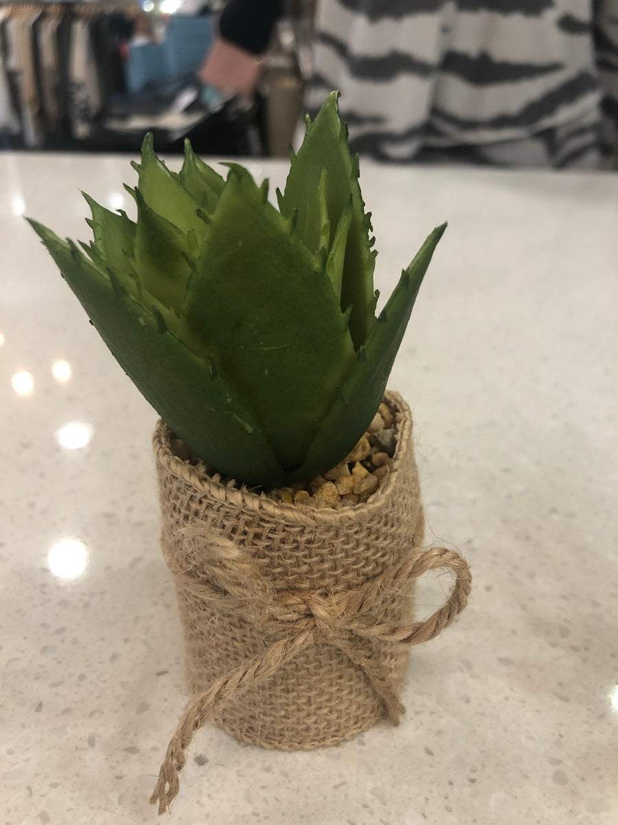 Succulents in Burlap