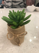 Succulents in Burlap