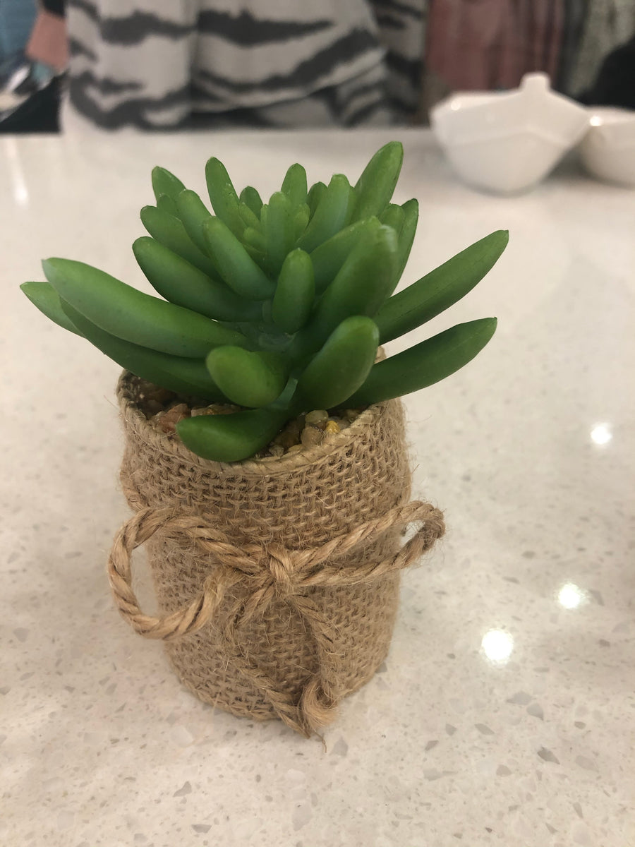 Succulents in Burlap