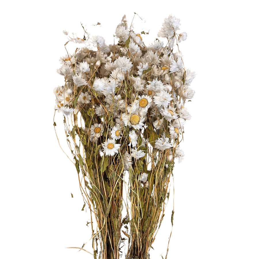 Rhodante White