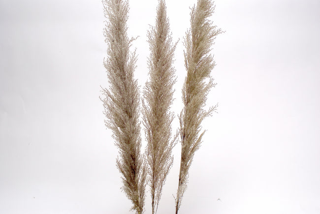 Pampas Grass Grey/Natural 60”