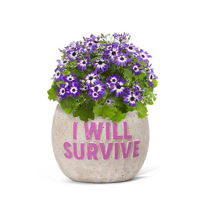 Lg I WILL SURVIVE Planter