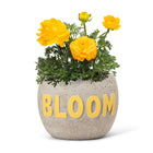 Lg BLOOM Planter