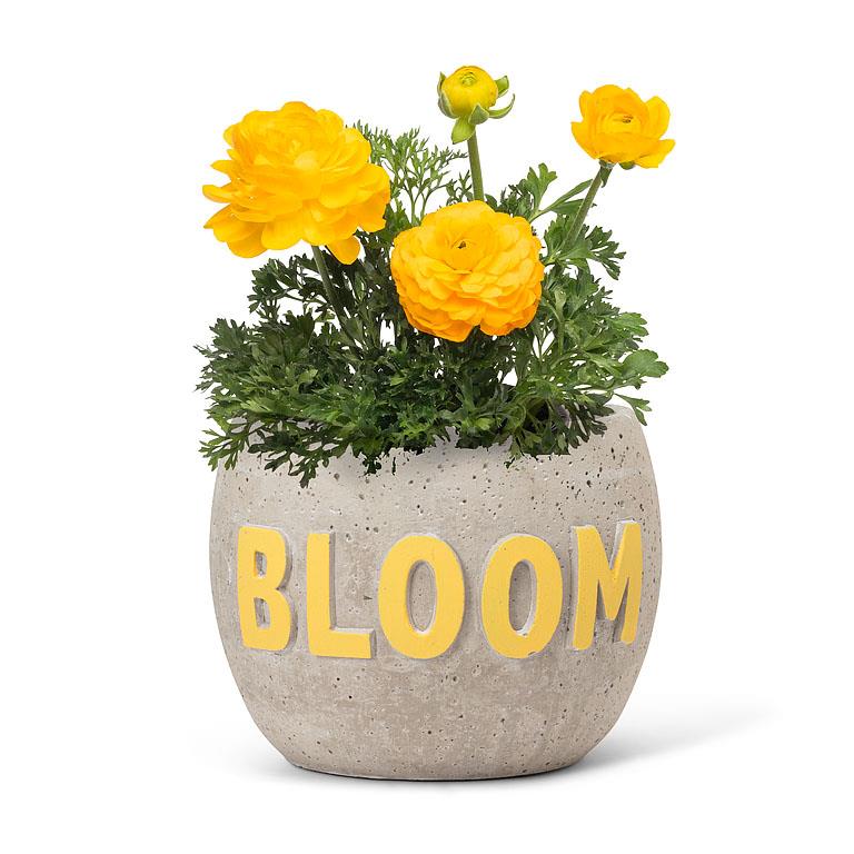 Lg BLOOM Planter