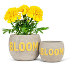 Lg BLOOM Planter