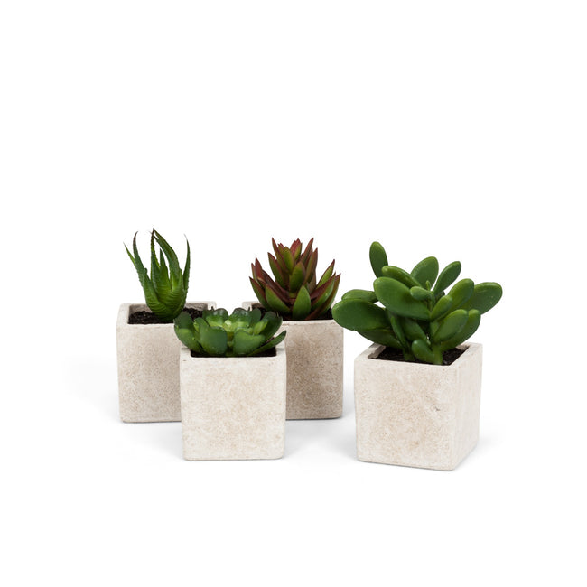 Succulents in Ivory Square Pot