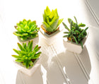 Succulents in White Square Pot