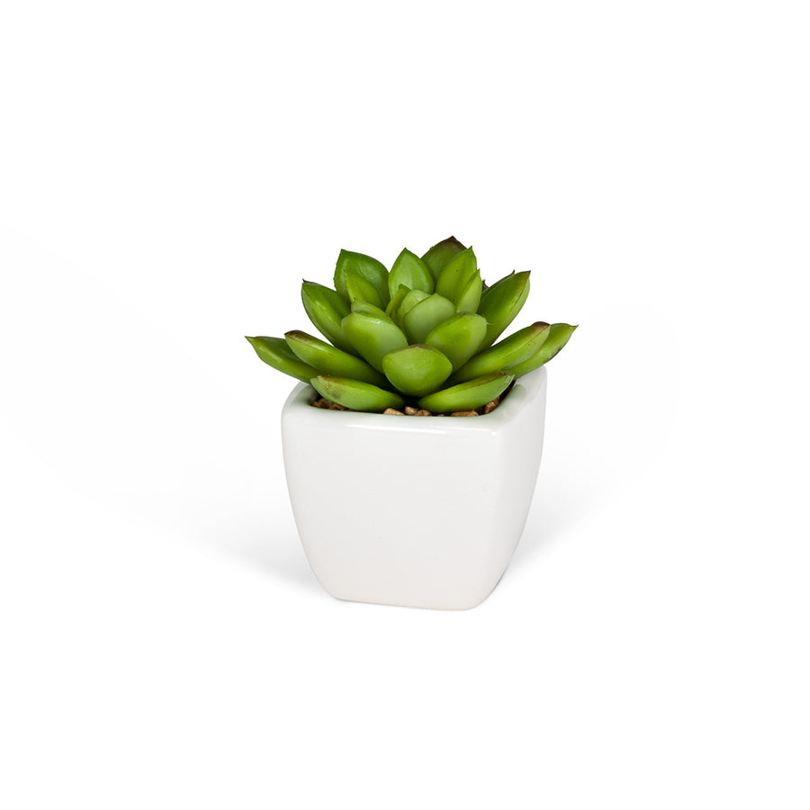 Succulents in White Square Pot