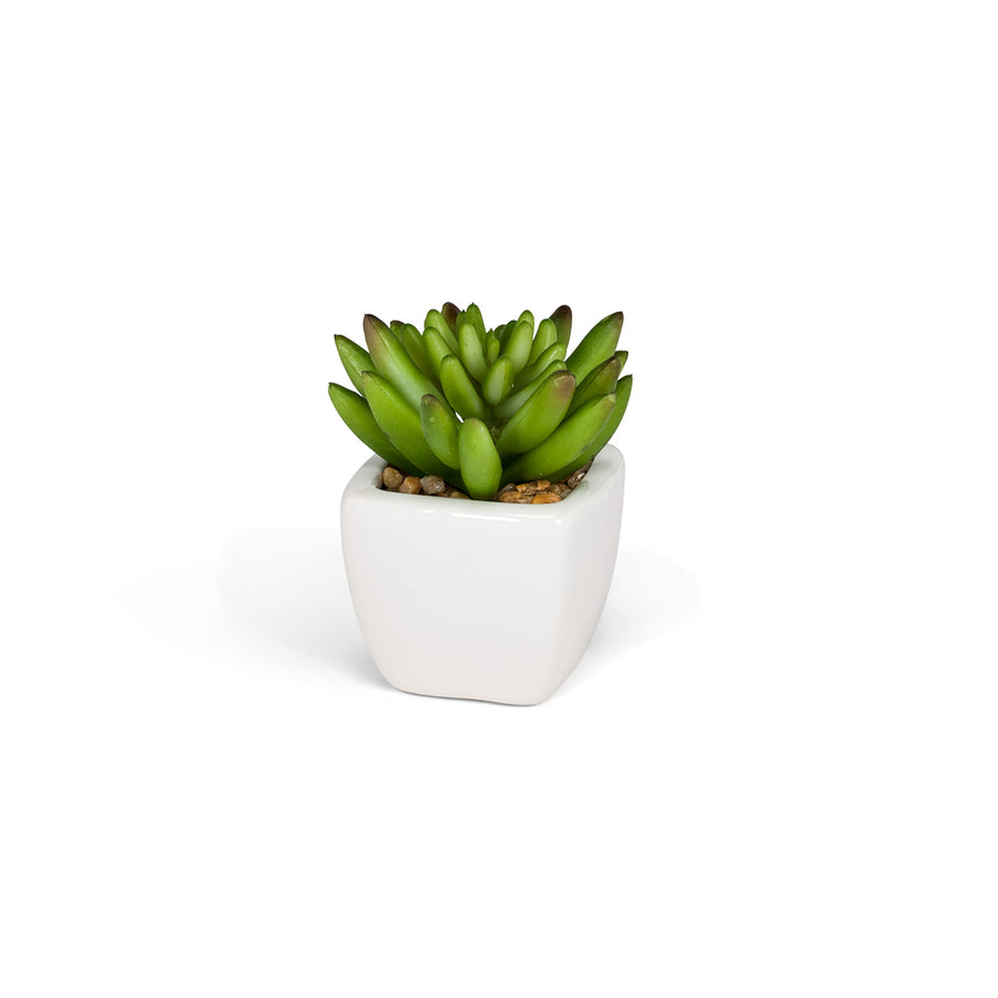 Succulents in White Square Pot
