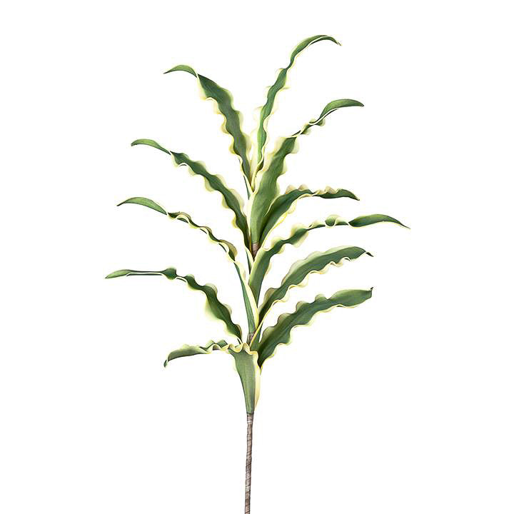 Desert Sword Multi Leaf Stem