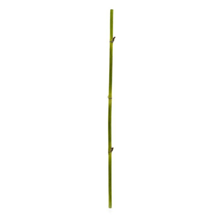 Bamboo Straight Stem