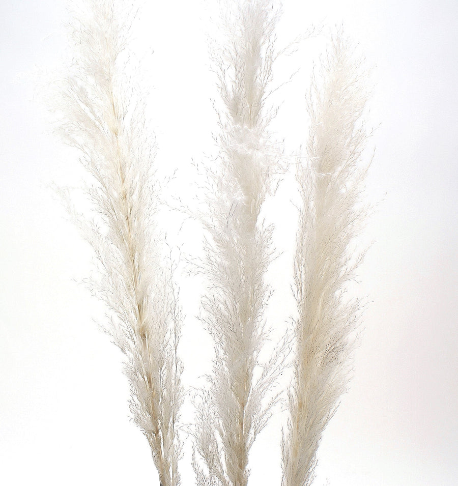 Pampas Grass White 60"