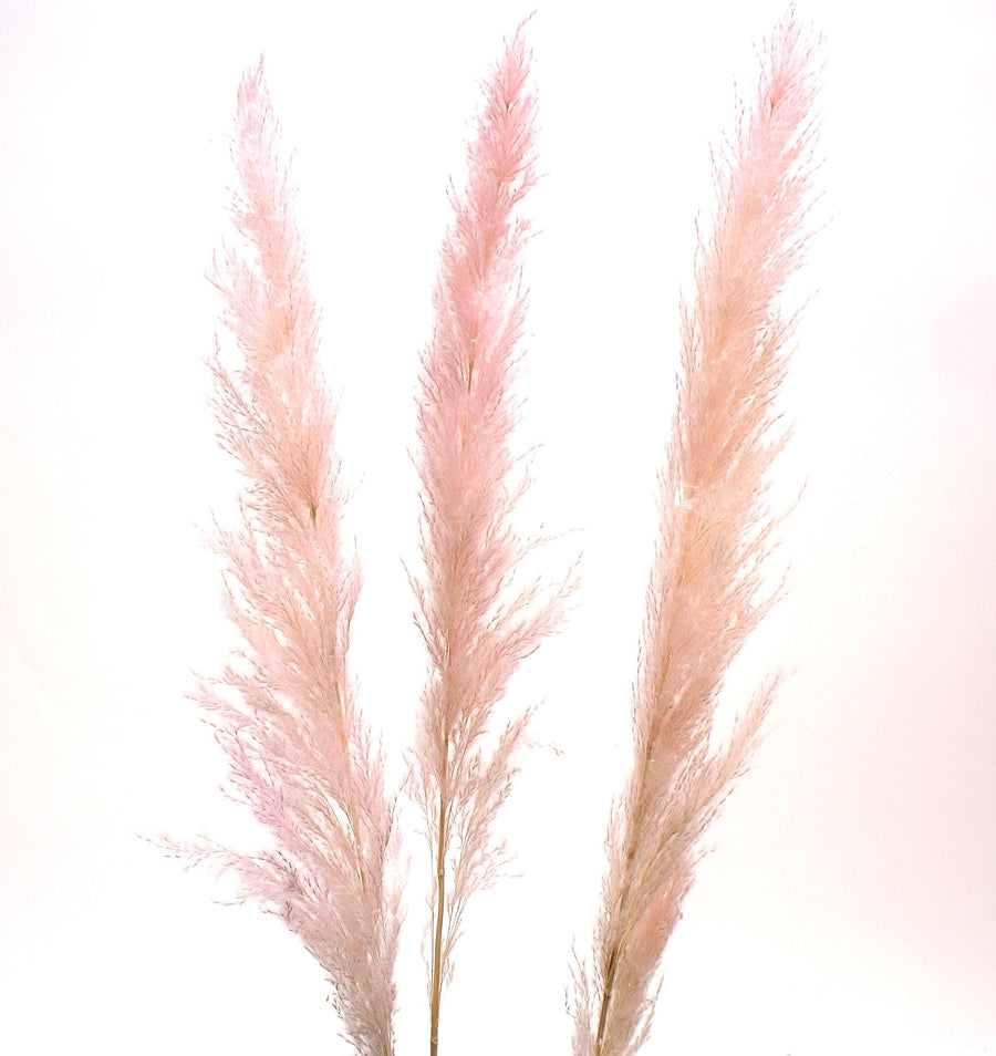 Pampas Grass Pink 45"