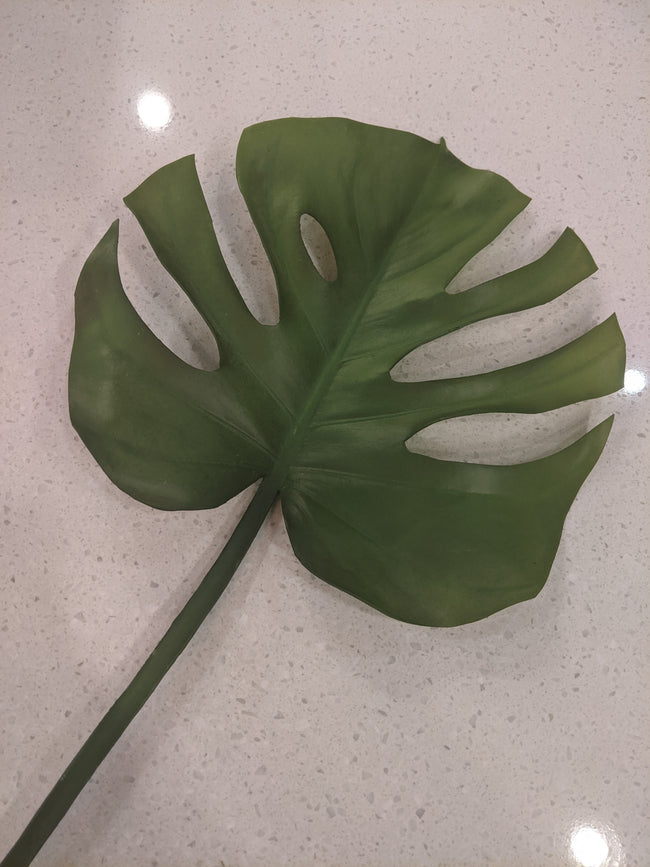 Monstera Leaf