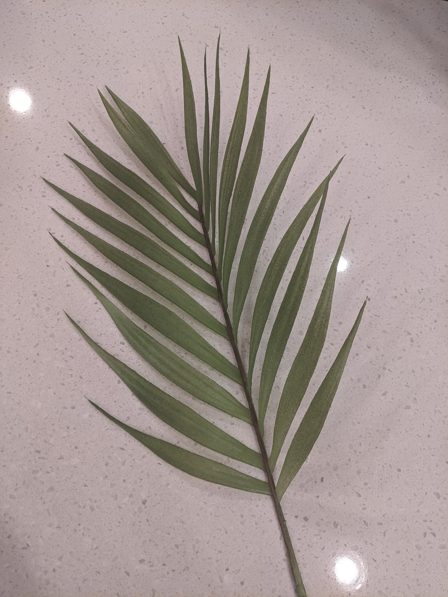 Palm Leaf