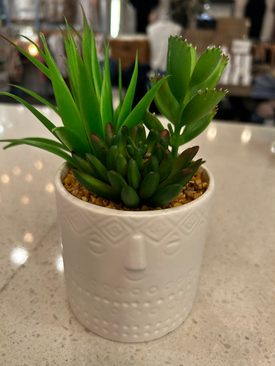 Succulent in Pot with Face